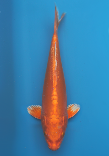 Tanaka Doitsu Orenji Ogon 24cm #4