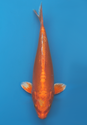 Tanaka Doitsu Orenji Ogon 27cm #5