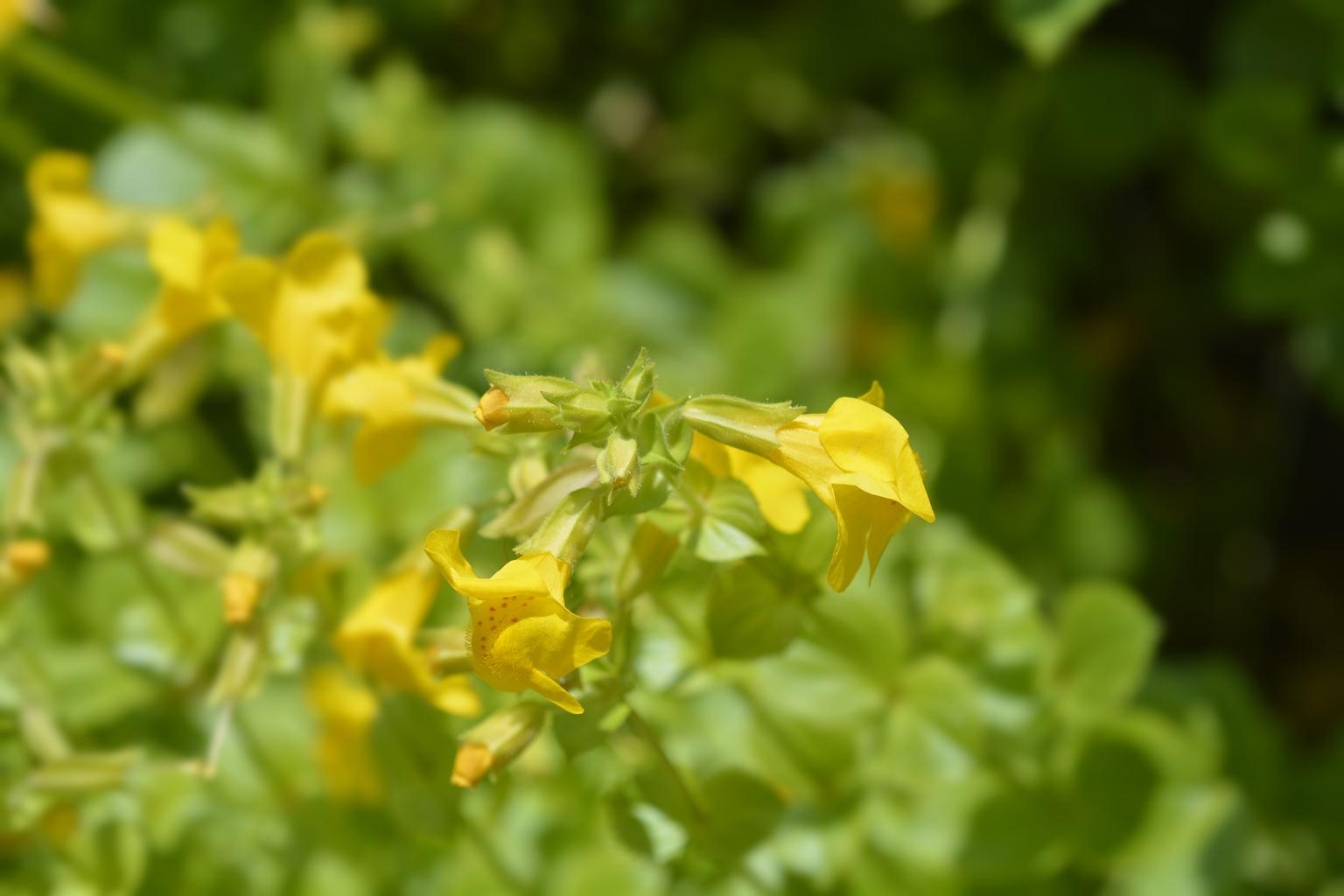 Mimulus Luteus Pond Plant Yellow Monkey Musk
