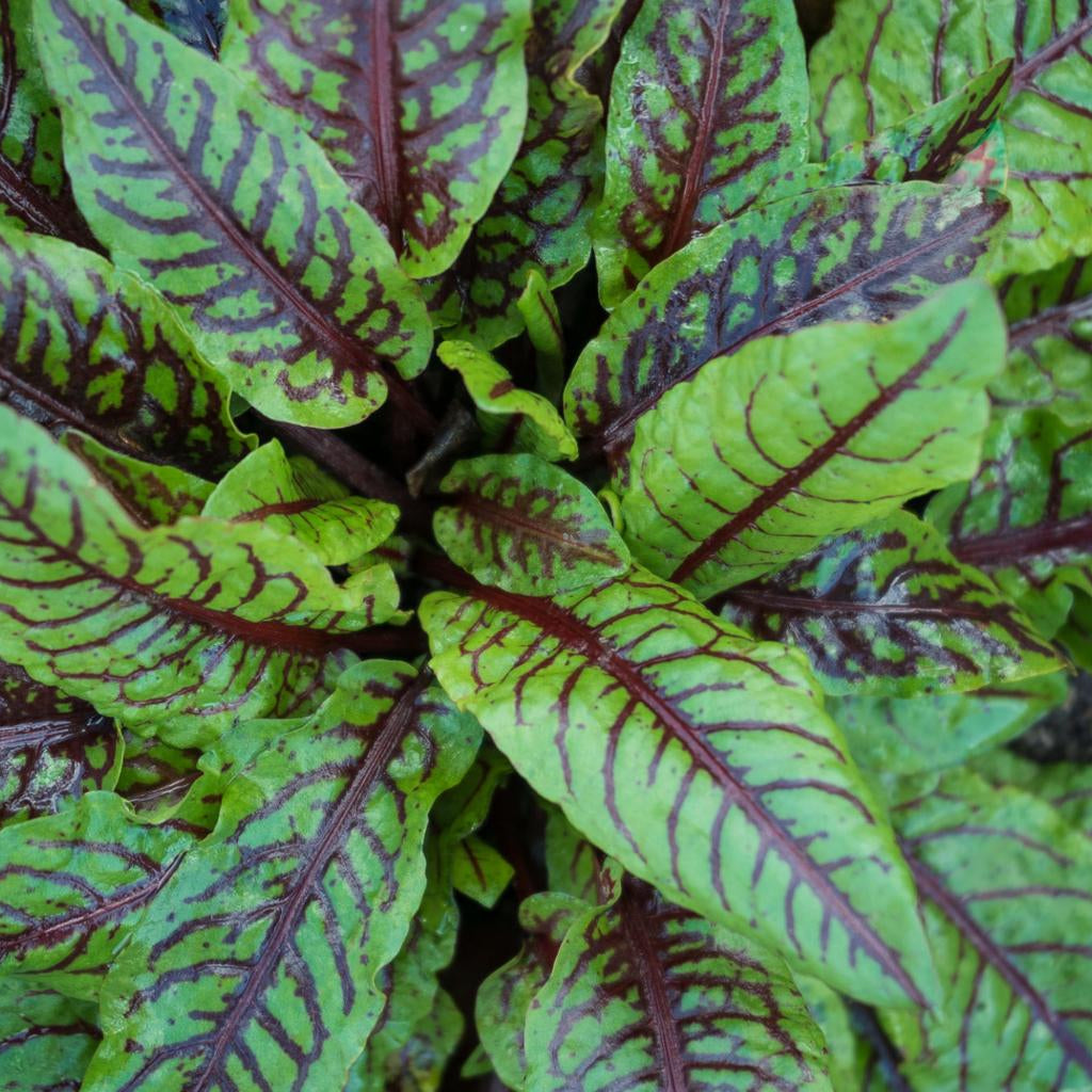 Rumex Sanguineus Pond Plant Red Water Dock