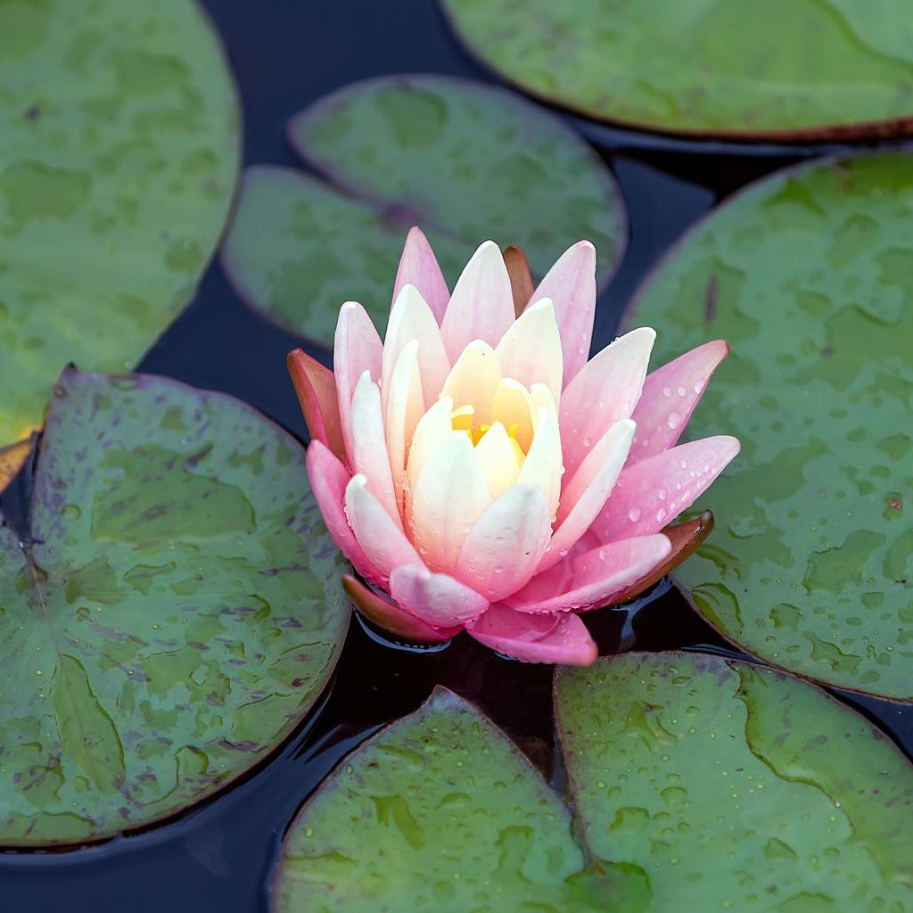 Carnea Large Water Lily 4 Ltr Pond Plant