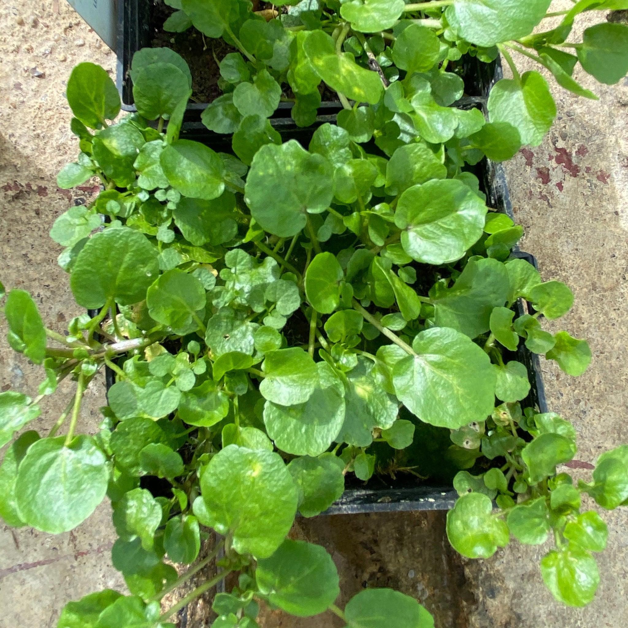 Nasturium Aquaticum Pond Plant Watercress