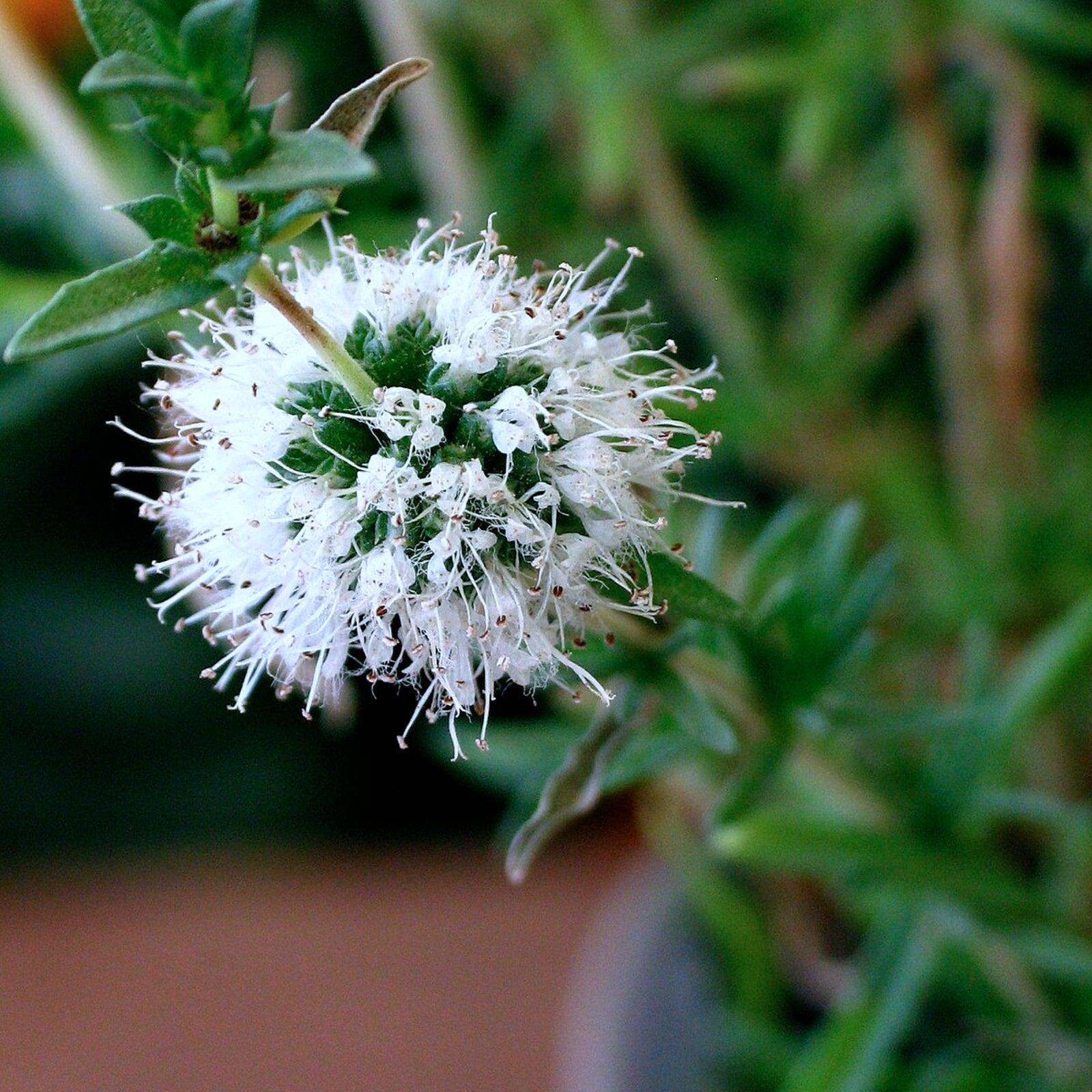 Mentha Cervina Alba Pond Plant White Water Spearmint