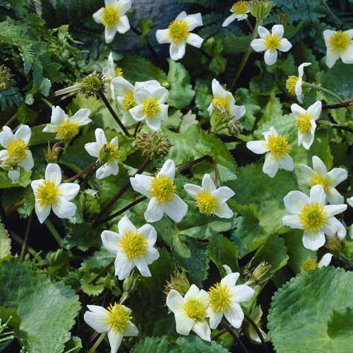 Caltha Palustris Alba Pond Plant White Marsh Marigold