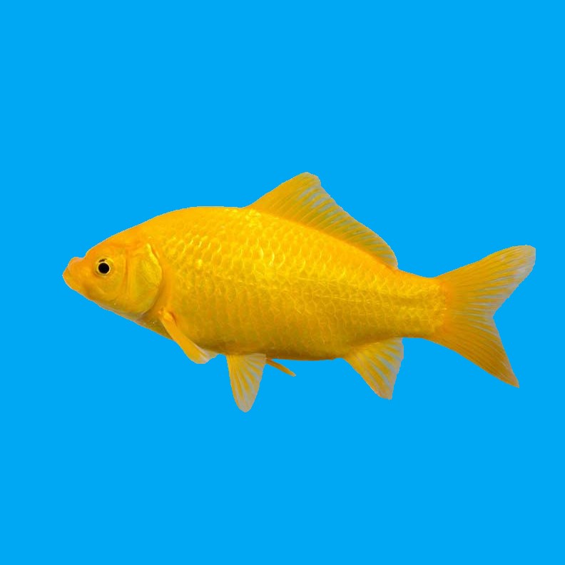 English Yellow Goldfish 6-8"