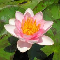 Shady Lady Dwarf/Small Water Lilly 2 Ltr Pond Plant