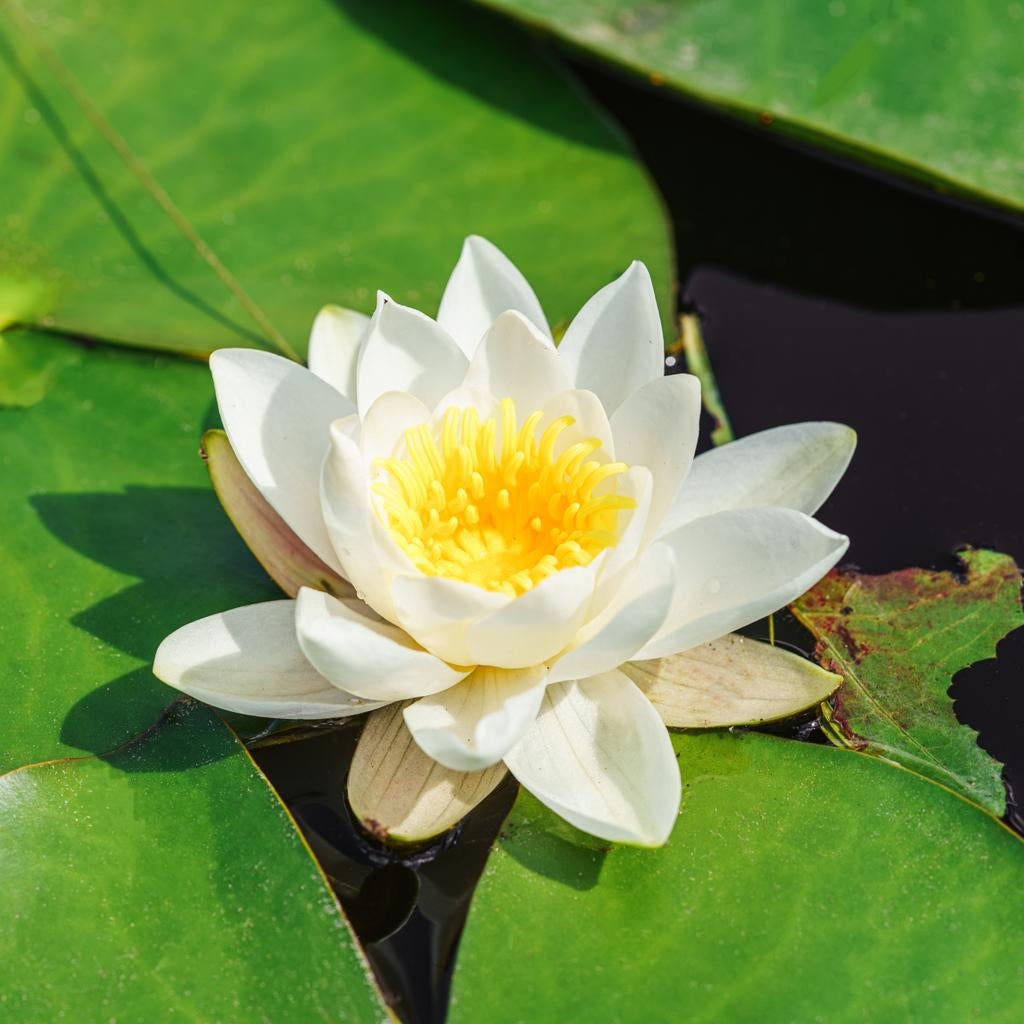 Alba Large Water Lily 4 Ltr Pond Plant
