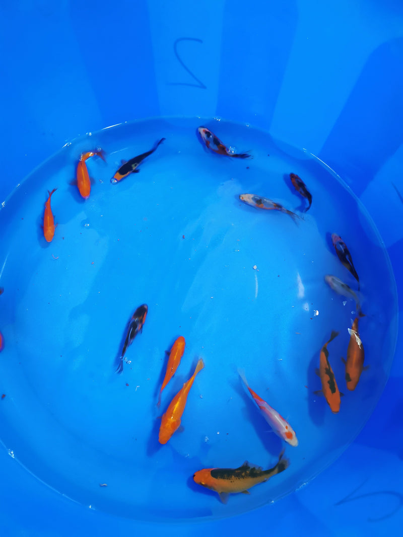 Goldfish 2-3"